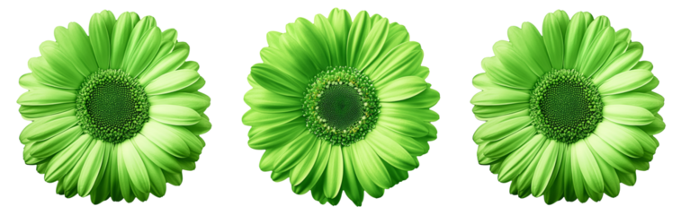 Gerbera green  flower  on white isolated background with clipping path.  no shadows. Closeup.  Nature.