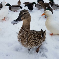 winter ducks in the snow 