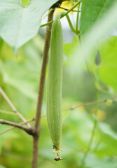 A green sponge gourd hangs from a vine, with ants crawling on it and a withered flower below.