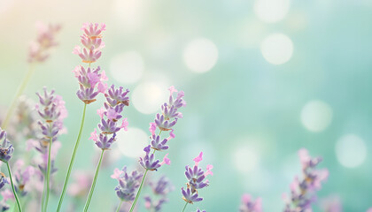 Obraz premium A single pastel color, such as mint green or lavender, providing a soothing and simple backdrop