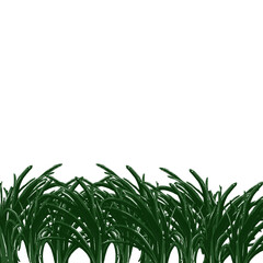 grass isolated on white