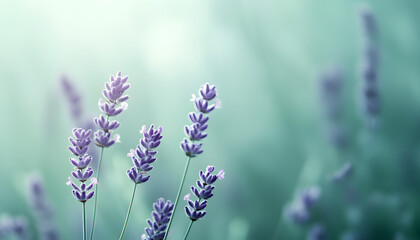 Obraz premium A single pastel color, such as mint green or lavender, providing a soothing and simple backdrop