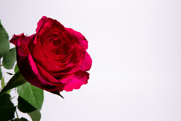 A Single Red Rose on White Background