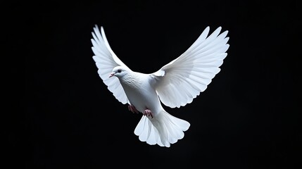 FlyinFlying white dove against a black background