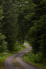 Fototapeta premium A beech forest in the Massif Central of France
