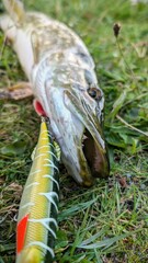 Fish pike caught on lure and fishing rod in Corrib river at Galway, Ireland, fishing, angling, spinning, sport, catch and release, animals and wildlife
