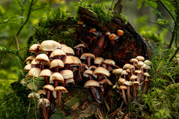 Autumn mushroom picking season, mushrooms in the forest on a stump.