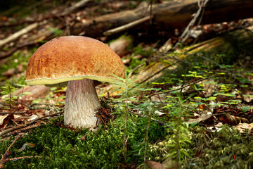White mushroom in a mountain forest. Wet forest with mushrooms.