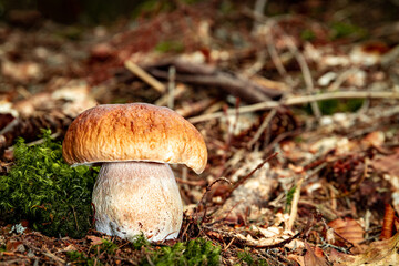 White mushroom in a mountain forest. Wet forest with mushrooms.