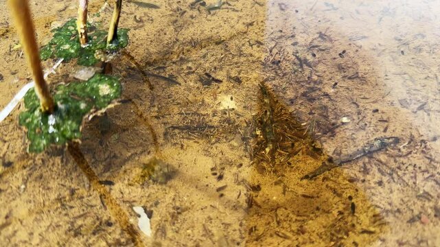 Mosquito larvae in dirty water can cause disease like Dengue fever, Dengue hemorrhagic fever. Zika virus