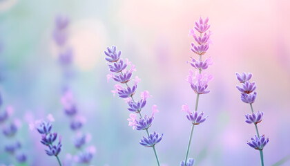 Obraz premium A single pastel color, such as mint green or lavender, providing a soothing and simple backdrop