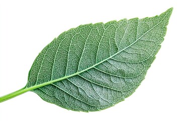 Obraz premium single green leaf with detailed veins