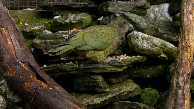 Kea bird is an alpine parrot native to New Zealand