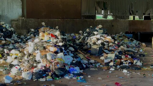 Rubbish tip bin chickens Ibis birds pecking through trash and junk in Balcatta, Perth, Western Australia