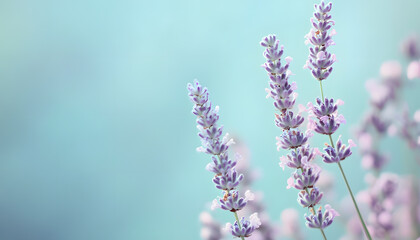 Obraz premium A single pastel color, such as mint green or lavender, providing a soothing and simple backdrop