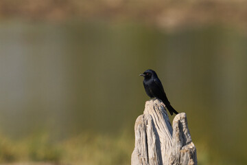 Fork Tailed Drongo (Dicrurus adsimilis) perched on a dead tree stump in Etosha National Park, Namibia