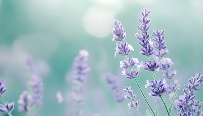 Fototapeta premium A single pastel color, such as mint green or lavender, providing a soothing and simple backdrop