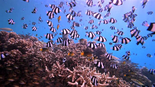 Scuba diving with coral reef fish schooling above healthy coral reef in the south Pacific