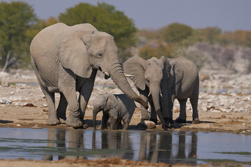 Fototapeta premium Herd of african elephant (Loxodonta africana) at a waterhole in Etosha National Park in Namibia.