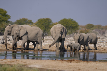 Fototapeta premium Herd of african elephant (Loxodonta africana) at a waterhole in Etosha National Park in Namibia.