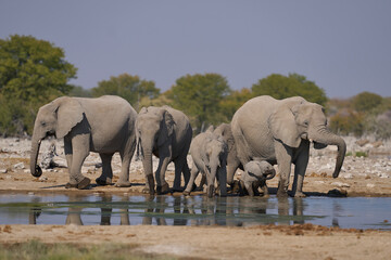 Fototapeta premium Herd of african elephant (Loxodonta africana) at a waterhole in Etosha National Park in Namibia.