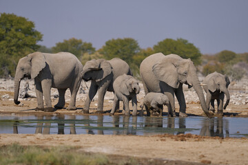 Obraz premium Herd of african elephant (Loxodonta africana) at a waterhole in Etosha National Park in Namibia.