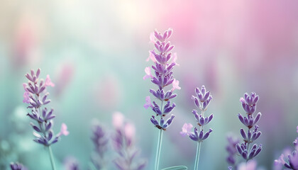 Fototapeta premium A single pastel color, such as mint green or lavender, providing a soothing and simple backdrop