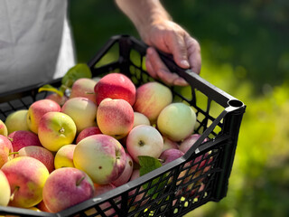 Freshly harvested apples in handheld crate amidst greenery