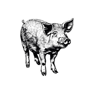 recommend clip art: Vintage Black and White Pig. Vector illustration design.