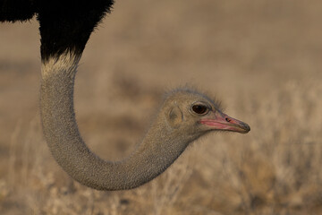 Male Ostrich (Struthio camelus) foraging for food amongst the dry vegetation of Etosha National Park, Namibia