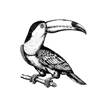 recommend clip art: Detailed black and white toucan illustration on branch. Vector illustration design.