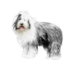 Old English Sheepdog standing watercolor illustration isolated. Hand-drawn dog breeds collection