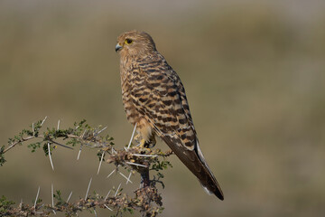 Greater Kestrel (Falco rupicoloides) perched on a branch in Etosha National Park, Namibia                             