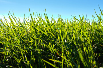 Obraz premium Close-up of green grass blades under a clear blue sky