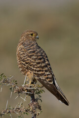 Greater Kestrel (Falco rupicoloides) perched on a branch in Etosha National Park, Namibia                             