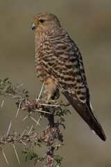 Greater Kestrel (Falco rupicoloides) perched on a branch in Etosha National Park, Namibia                             