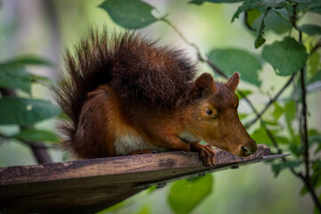 A fantasy animal that is a mixture of squirrel and cow