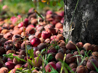 Ripe and fallen apples by tree trunk in sunny orchard close-up