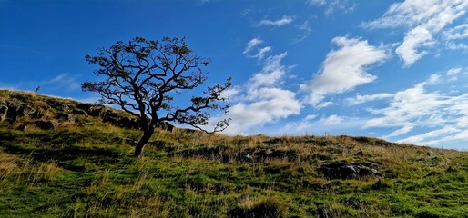 Obraz premium Isolated tree on a hillside along the Pennine Way England next to Hadrians Wall