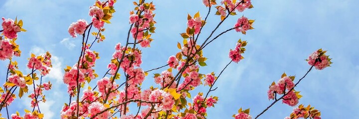 Cherry blossoms in full bloom against a clear blue sky, symbolizing the Japanese holiday Sakura Matsuri and spring rejuvenation