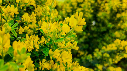 Close-up of vibrant yellow flowering shrubs symbolizing spring renewal and growth in a lush garden setting
