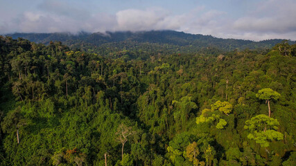 Obraz premium Aerial view of lush Amazon rainforest highlighting biodiversity and conservation efforts in South America
