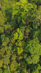 Naklejka premium Aerial view of lush, dense, green tropical rainforest highlighting environmental conservation and biodiversity preservation initiatives