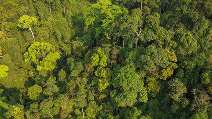 Aerial view of lush rainforest canopy emphasizing biodiversity and conservation challenges