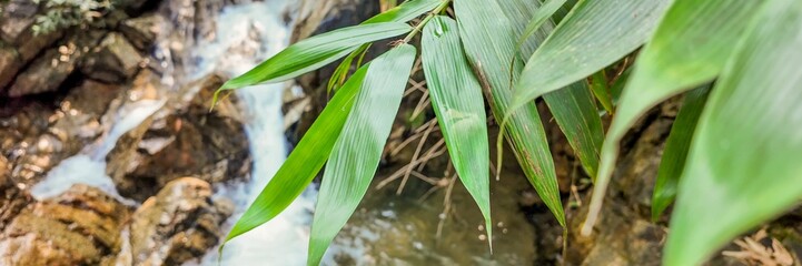 Close-up of vibrant green bamboo leaves over a tranquil stream in a lush forest, symbolizing nature and serenity