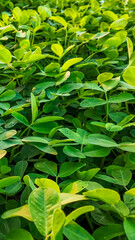 Lush green ground cover plants symbolize growth and environmental conservation, perfect for Earth Day