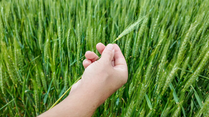 A hand holding a green wheat spike in a field, representing agriculture and harvesting