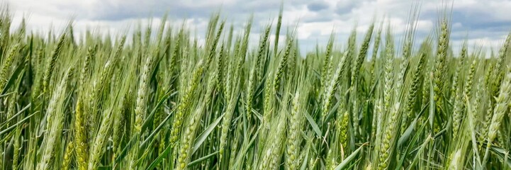 Vast, thriving wheat field under a cloudy sky, ideal for agricultural concepts, food security, and celebrating Thanksgiving harvest