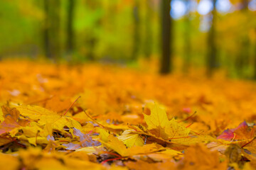 maple forest glade covered by red dry leaves, beautiful autumn park landscape