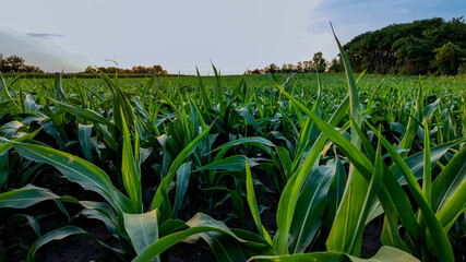 A lush green cornfield under a clear sky represents sustainable agriculture and growth potential in...